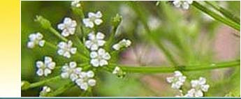 Ajowan Essential oil