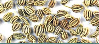 Ajowan Oil Manufacturers