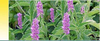 Peppermint Oil