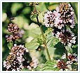 Rose Essential Oil Exporter