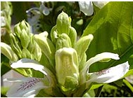Aromatic Chemicals Supplier