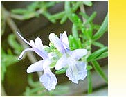 Aromatic Chemicals Wholesale