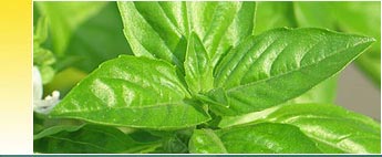 Basil Essential Oils