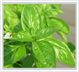 Basil Oil