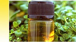 Carrier Oils