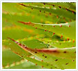 Carrot Seed Oil