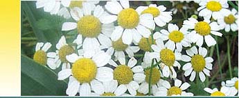 Chamomile Essential Oils