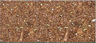 Chamomile Oils Suppliers