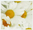 Chamomile Blue Oil