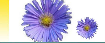 Chamomile Blue Essential Oils