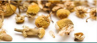 Chamomile Blue Oils Suppliers