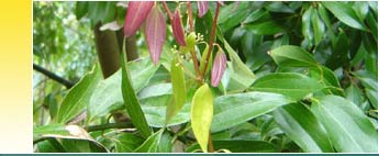 Cinnamon Essential Oils