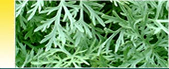 Davana Essential Oils