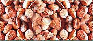 Davana Oils Suppliers