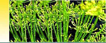 Dill Essential Oils
