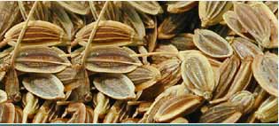 Dill Oils Suppliers