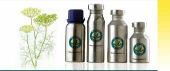 Dill Essential Oils Exporters