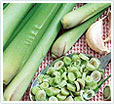 Dill Seed Oil/Dill Oil