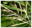 Fennel Oil
