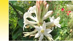 Oily Floral Absolutes