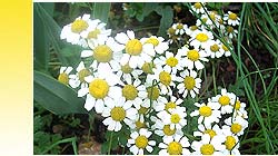 Oily Floral Water