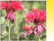 Traditional Indian Floral Water