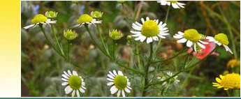 German Chamomile Oils Suppliers