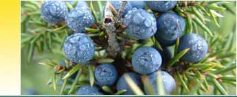 Juniper Berry Essential Oil