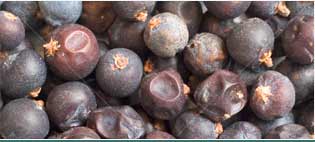 Juniper Berry Oil Manufacturers