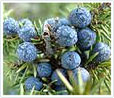 Juniper Berry Oil