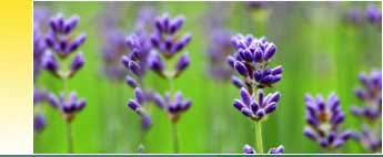 Lavender Bulgarian Essential Oils