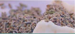 Lavender Bulgarian Oils Suppliers