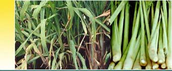 Lemongrass Essential Oils