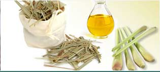 Lemongrass Oils Suppliers