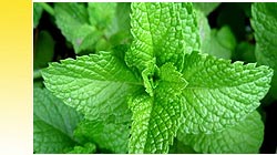 Mint Essential Oils