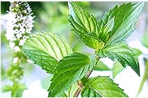 Mint Mint Oils, Mint Essential Oils, Mint Oils Suppliers, Mint Essential Oils Exporters, Mint Oil Suppliers, Mint Oil Exporters, Mint Oils From India, Mint Oil Suppliers, Mint Oils From India, Mint Oils Suppliers, Mint Essential Oils Exporters, Pure Mint Oils Exporters, Mint Essential Oils Suppliers, Indian Oils Exporters, Indian Essential Oils Suppliers, Organic Oil Exporters, Katyaniexport, Indiamart.Oils Suppliers