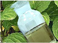 Mint Essential Oils Exporters