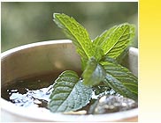 Mint Oil Exporters