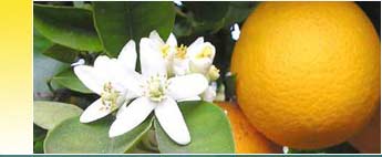 Neroli Essential Oils