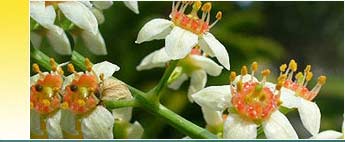 Olibanum Essential Oils