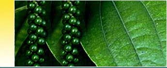 Pepper Black Essential Oils