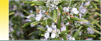 Rosemary Essential Oils