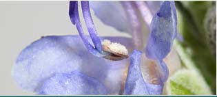 Rosemary Oils Suppliers