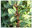 Thyme Oil