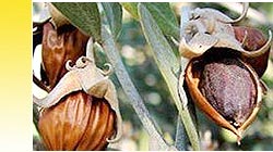Spice Oils Exporter