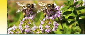 Thyme Oils