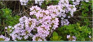 Thyme Essential Oils