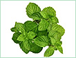 SPEARMINT CHINA 60% OIL