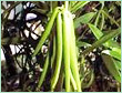 VANILLA BEANS
