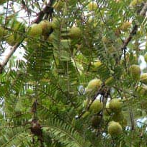 Amla Oil